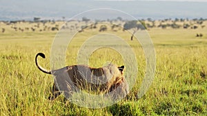 Slow Motion Shot of Two lions play fighting with amazing beautiful African Maasai Mara National Rese