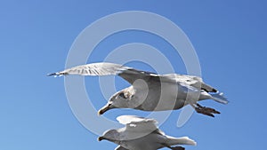 Slow motion shot of two seagulls flying at portland maine