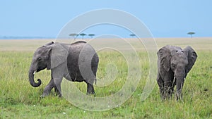 Slow Motion Shot of Two young Africa Safari Animals Elephants playfully grazing through wide open pl