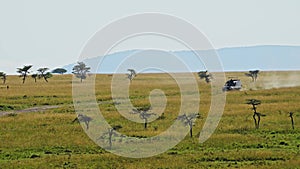 Slow Motion Shot of Vehicle car driving on safari holiday across the savannah, African Wildlife in M