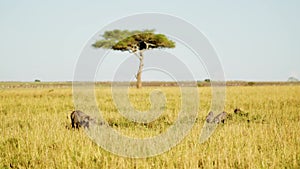 Slow Motion Shot of Warthogs wallowing in small pool in lush grasslands, acacia tree in background,