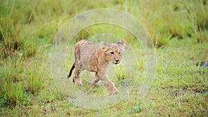 Slow Motion Shot of Young baby lion cub walking through the african wilderness plain learning to hun