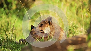 Slow Motion Shot of Young lion cubs playing in the green tall grass of the savannah, cute african Wi