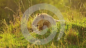 Slow Motion Shot of Young male lion resting on grassy mound in low light as sun goes down, tired yaw