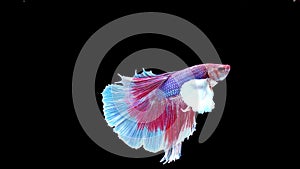 Slow motion of Siamese fighting fish Betta splendens, well known name is Plakat Thai