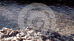 Slow motion: a small clear river with autumn leaves against the sunlight. Panning video.