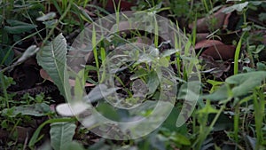 Slow motion of smooth snake in grass slithering. Exploring the forest floor