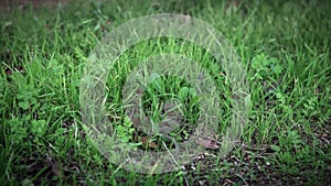 Slow motion of smooth snake in grass slithering. Exploring the forest floor