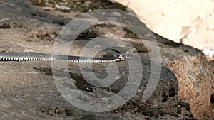 Slow motion of the snake crawls on the rocks in search of prey.