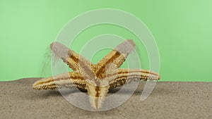 Slow motion. Starfish falls on the beach sand. Isolated