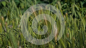 Slow motion on the street - spikelets of green grass .