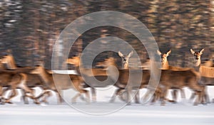 Slow Motion: Three Females Noble Deer Stand Motionless Among The Running Herd In The Background Of The Winter Forest And Look Clos