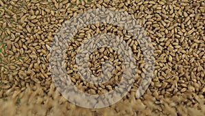 Slow motion. Top view on flying and falling wheat grains. The seeds fall and fill the green screen. Top view