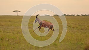 Slow Motion of Topi Running Away, Jumping and Leaping, African Safari Wildlife Animal in Savanna Lan