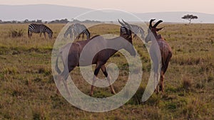 Slow Motion of Topi Walking at Sunset, Kenya Wildlife Safari Animal in Maasai Mara at Sunrise, Herd