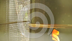 Slow motion tourists watching at toucan in zoo