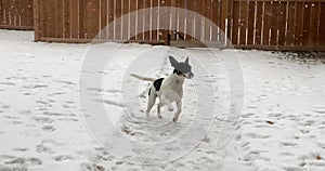 Slow motion of a Toy Fox Terrier, American Toy Terrier or Amertoy. Tri-Color variant, running while is snowing during winter.