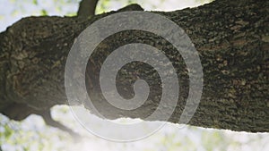 Slow motion tree trunk closeup shot