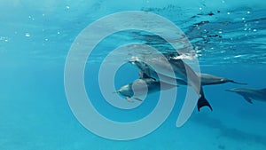 Slow motion, Two dolphins, mother and juvenile dolphin slowly swims in a circle under surface in blue water.