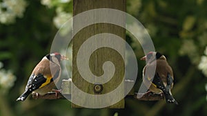 Slow Motion Two European Goldfinch eating seeds, sunflower hearts, from a wooden bird feeder