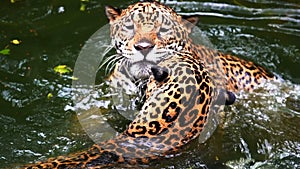 Slow-motion of Two jaguar playing in pond