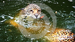 Slow-motion of Two jaguar playing in pond
