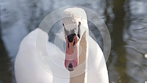 Slow motion: two swans looking into the camera in a lake at sunset.