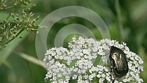 Slow Motion Video: Beautiful green metallic beetle spreads its wings and takes off from a white flower