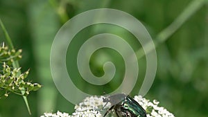 Slow Motion Video: Beautiful green metallic beetle spreads its wings and takes off from a white flower