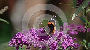 Slow motion video: Beautiful Red Admiral Butterfly flies up and sits on a Buddleja flower