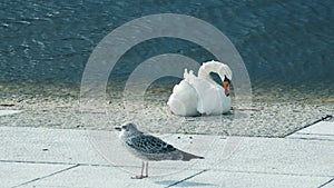 Slow motion video, a beautiful swan gracefully rests by the water.