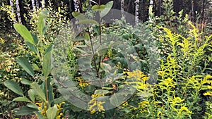 Slow motion video of a birch forest and a glade of beautiful yellow flowers