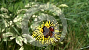 Slow Motion Video: Butterfly European Peacock Aglais io flies up and sits on a Elecampane flower