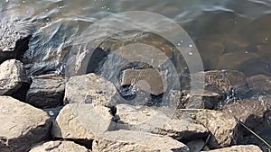 Slow Motion Video of clear calm waves touching the rocks in the shore