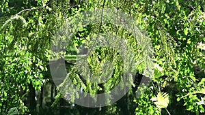 Slow motion video of fir branches against water background. Summer park on a sunny day.