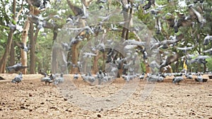 Slow motion video of a flock of pigeons eating seeds in a park on a cloudy day