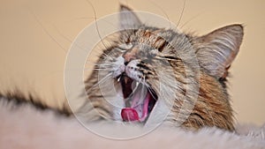 Slow motion video of a funny cat yawning at home