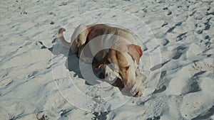 Slow motion video of a homeless dog lying on the sand