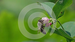 Slow Motion Video: Honey Bee sits on a Flower of Common Snowberry Symphoricarpos albus and sucks nectar