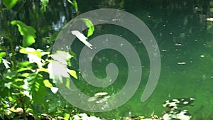 Slow motion video of leaves and grass against the background of water. Summer park on a sunny day.