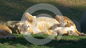 In this slow-motion video, a lioness luxuriates in the sun.