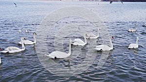 Slow motion video. Many swans on river. Street city animal. Cygnus swim