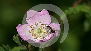 Slow Motion Video: Miner Bee collects pollen on the stamens of a dogrose flower