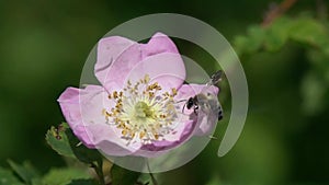 Slow Motion Video: Miner Bee flies to a wild dog-rose flower. Clark`s Miner Bee Andrena clarkella