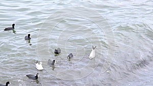 Slow motion video.Seagull, black cormorant birds swimming turquoise sea and waves during overcast weather.
