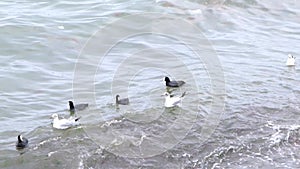 Slow motion video.Seagull, black cormorant birds swimming turquoise sea and waves during overcast weather.