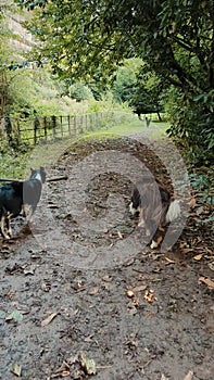 Slow motion videos of three Border Collie dogs running along a woodland path