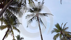 Slow-motion view of coconut palm trees against sky near beach on the tropical island