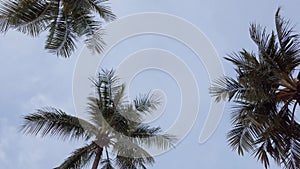 Slow-motion view of coconut palm trees against sky near beach on the tropical island with sunlight through. Coconut palm trees bot