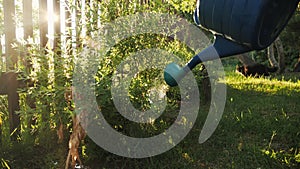 Slow motion of watering garden bush plant with water can, black cat walking